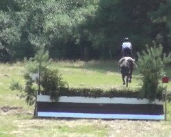 dressage horse Queensberry S (Mecklenburg, 2007, from Quintender 2)