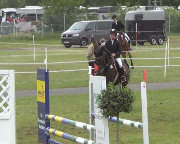 Springpferd Chacira (Mecklenburger, 2001, von Condelaro)