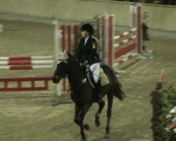 jumper NM United (German Riding Pony, 2001, from Ussuri xx)