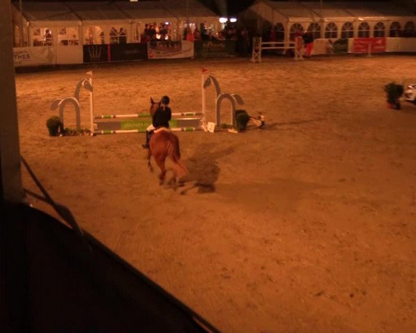 Springpferd Caramel (Deutsches Reitpony, 2005, von Aragon N)