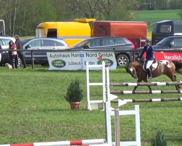 jumper Massimo (German Riding Pony, 2003, from Mac Geyver)