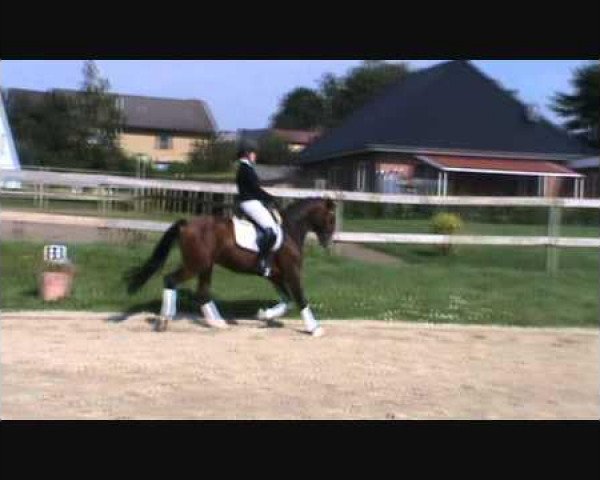 dressage horse Morning Glory (German Riding Pony, 2008, from The Braes My Mobility)