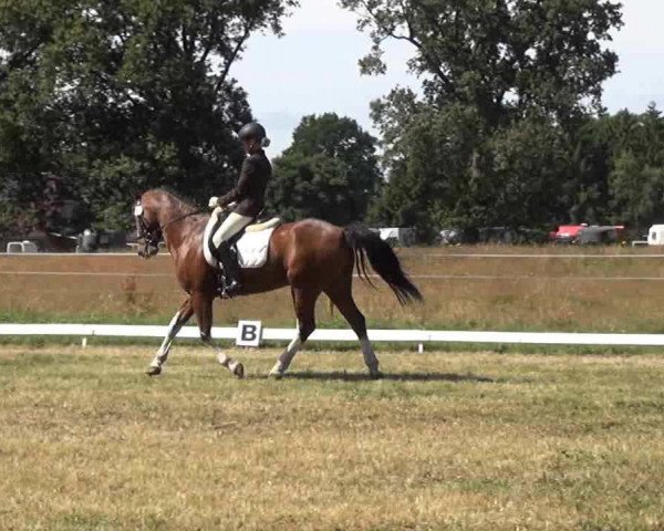 dressage horse Seas.Mephisto (Welsh-Cob (Sek. C), 2002, from Horsegate Minstrel)