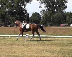 dressage horse Seas.Mephisto (Welsh-Cob (Sek. C), 2002, from Horsegate Minstrel)