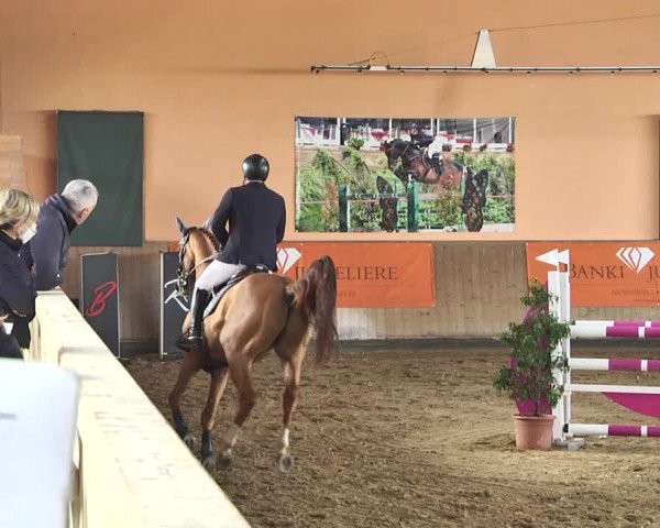 Reitturnier Gut Winkelacker/Obb. 2021