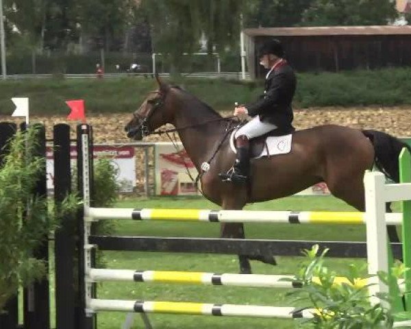 Springpferd Chepito (Holsteiner, 2006, von Cassini II)