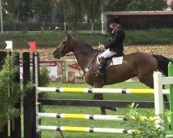 Springpferd Chepito (Holsteiner, 2006, von Cassini II)
