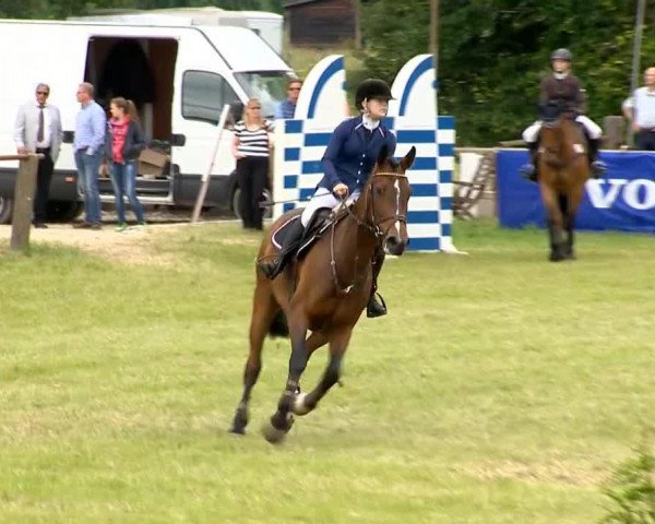 jumper Calippah (Holsteiner, 2006, from Casall Ask)