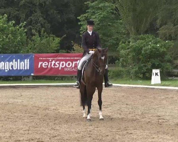 Dressurpferd Le Douzieme (Holsteiner, 2006, von Lorentin I)