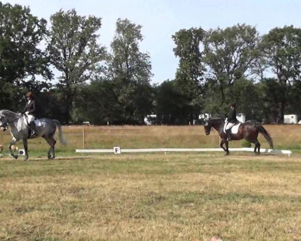 broodmare Romanze 355 (Holsteiner, 2001, from Calvados II)