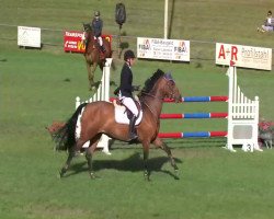 jumper Xenia 72 (Holsteiner, 2007, from Corofino II)