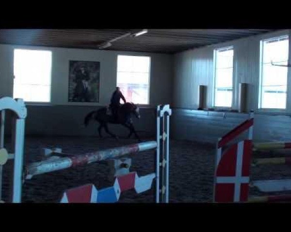 jumper Concept (Holsteiner, 2008, from Contender) jumper Concept (Holsteiner, 2008, from Contender)