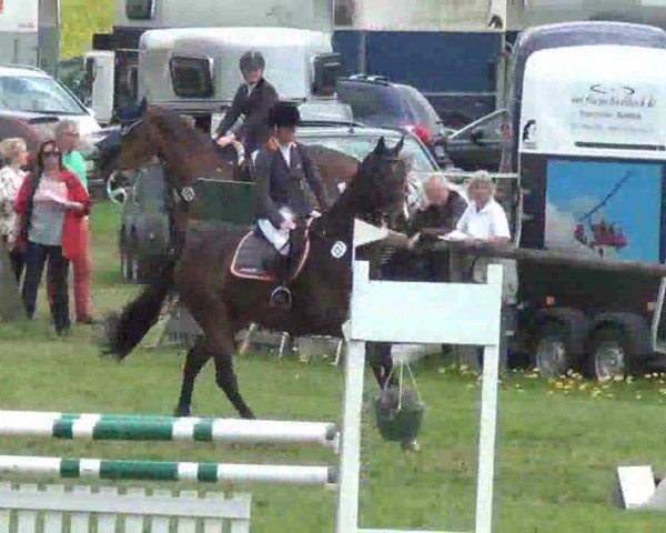 Dressurpferd Ecco 50 (Holsteiner, 2006, von Esteban xx)