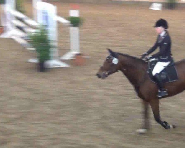 Springpferd Trijarka (Holsteiner, 2003, von Calato)