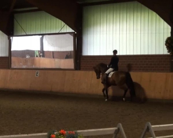 dressage horse Aelectrik (Holsteiner, 2002, from Aljano)
