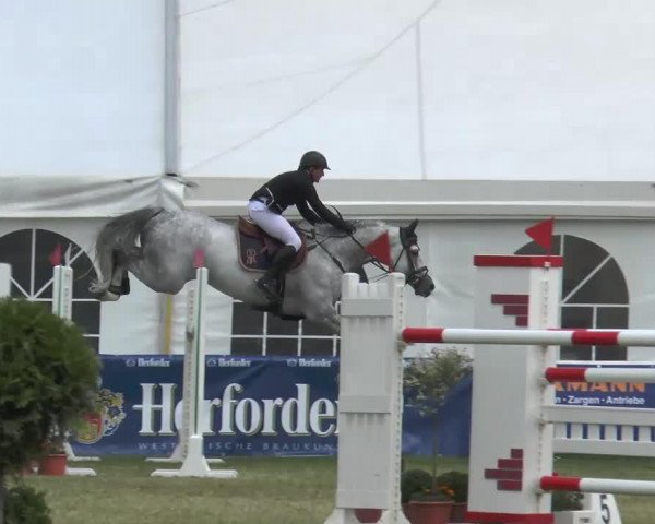 Springpferd Calido S (Holsteiner, 2007, von Calido I)