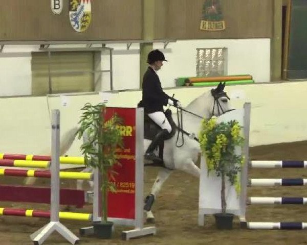Cavallo da salto Cheeky Wellness (Holsteiner, 2004, di Cassini II)