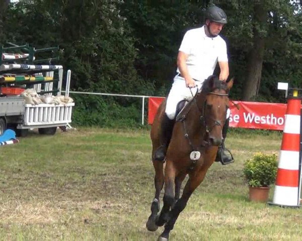 jumper Actuer (Holsteiner, 2007, from Acolord)