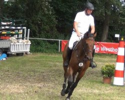 jumper Actuer (Holsteiner, 2007, from Acolord)