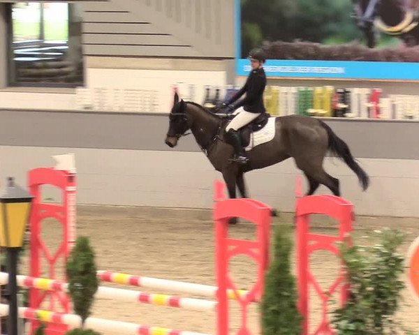 Reitturnier Luhmühlen 2021