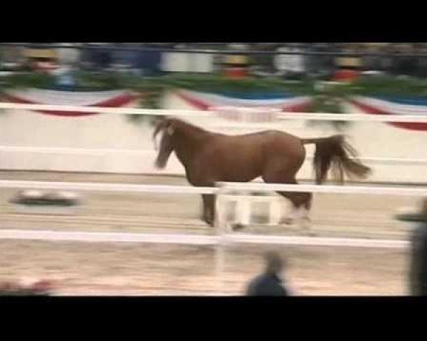 horse Crass (Holsteiner, 2009, from Carrico) horse Crass (Holsteiner, 2009, from Carrico)