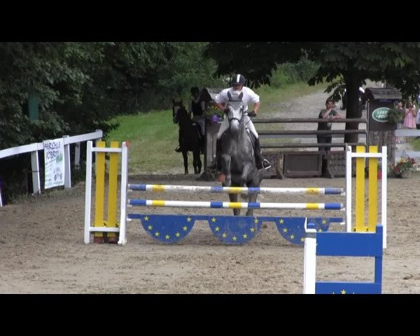jumper Crossfire 7 (Holsteiner, 2002, from Carano)