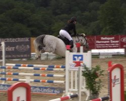 jumper Heaven's Gate Angel (Holsteiner, 2003, from Hunter)