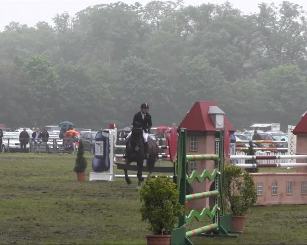 Jumper Horse Gym's Conmago (Holsteiner, 2006, from Contendro I)