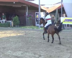 jumper Walimba (Holsteiner, 2006, from Limbus)