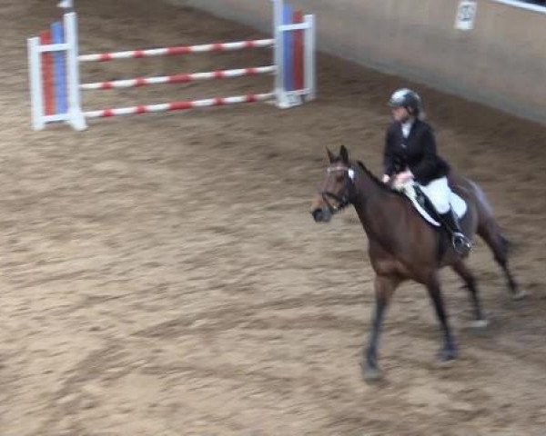 Springpferd Catharina 8 (Holsteiner, 2001, von Calato)