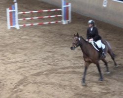 jumper Catharina 8 (Holsteiner, 2001, from Calato)