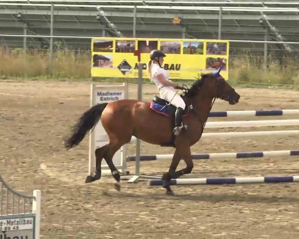 broodmare Korsika 53 (Holsteiner, 2000, from Carry) broodmare Korsika 53 (Holsteiner, 2000, from Carry)
