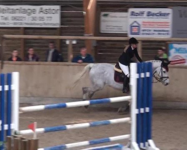 jumper Con Cody (Holsteiner, 2005, from Contender)