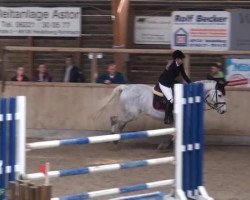 jumper Con Cody (Holsteiner, 2005, from Contender)