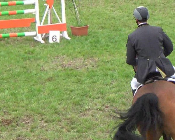 Springpferd Quorado (Holsteiner, 2005, von Quite Capitol) Springpferd Quorado (Holsteiner, 2005, von Quite Capitol)