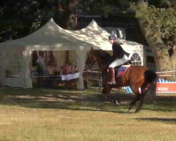 Springpferd Cool Hannes (Holsteiner, 2006, von Claudio)