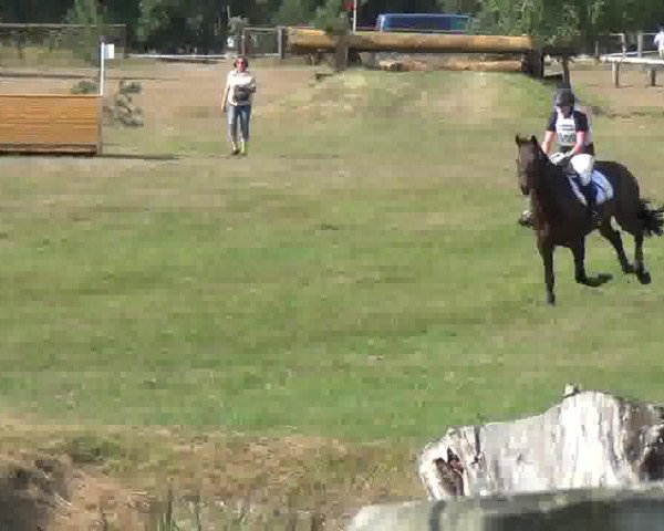 eventing horse Leroy (Holsteiner, 2006, from Lucio Silla xx)