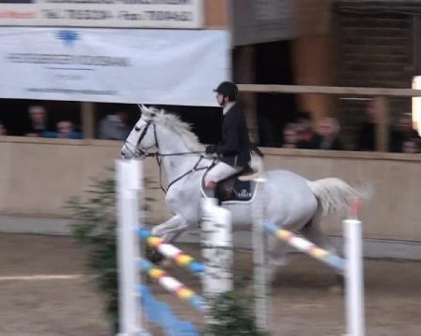 jumper Casper 221 (Holsteiner, 2003, from Carpaccio)