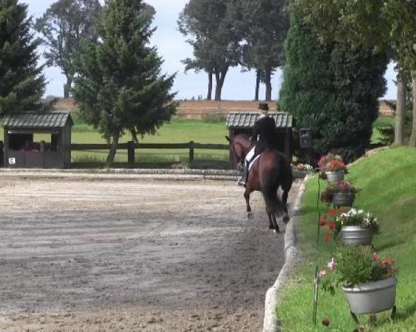 dressage horse Take that 5 (Holsteiner, 2003, from Aljano)