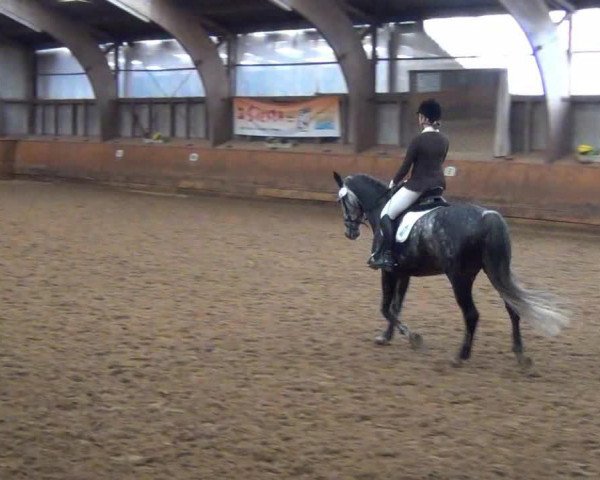 Springpferd Valentina 55 (Holsteiner, 2005, von Calido I)