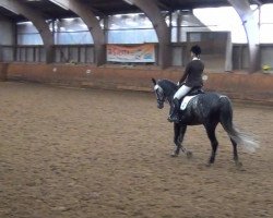 jumper Valentina 55 (Holsteiner, 2005, from Calido I)