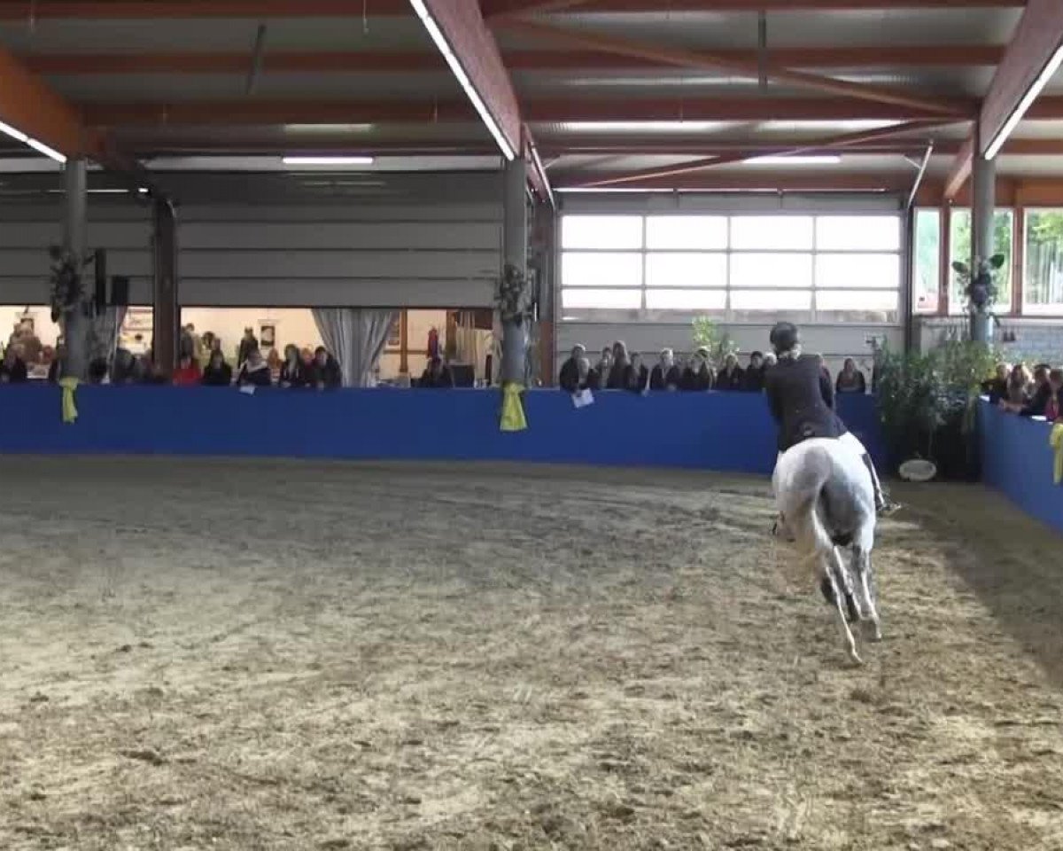 Springpferd Lütte C (Holsteiner, 2003, von Casall Ask)