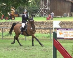 jumper Callor (Holsteiner, 2005, from Canturo)