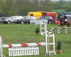 jumper Cosmic 13 (Holsteiner, 2003, from Calato)