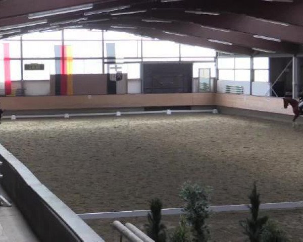 dressage horse Colgirl (Oldenburg show jumper, 2007, from Colman)