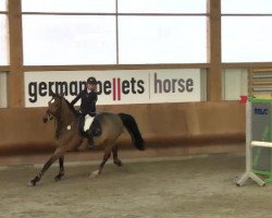 broodmare Amazing Little Lena (Oldenburg show jumper, 2005, from Aralimbo)
