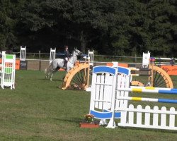 broodmare Cosivinia P (Oldenburg show jumper, 2006, from Cellestial)