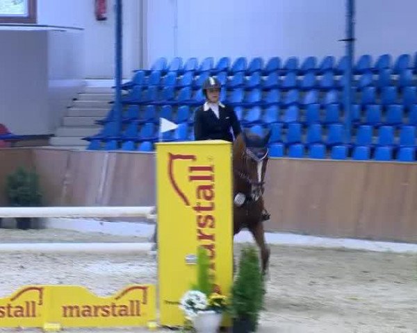 Springpferd Mowgli 50 (Oldenburger Springpferd, 2006, von Lordanos)