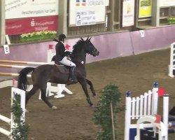 jumper Aramina 3 (Oldenburg show jumper, 2006, from Aralimbo)