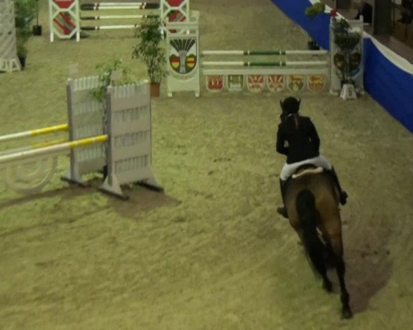 broodmare Casino Royal 3 (Oldenburg show jumper, 2003, from Cordalme Z) broodmare Casino Royal 3 (Oldenburg show jumper, 2003, from Cordalme Z)